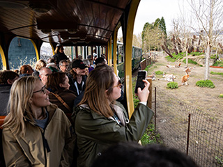 NL-600-PAIRI DAIZA