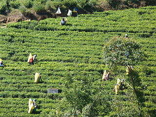 NL-607-PHOTO 4 SRI LANKA